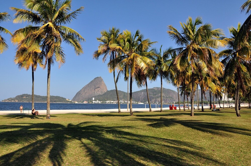 Palm trees in the Flamengo park